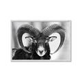 Picture of The Ram _GroupedProduct_Rectangle_Landscape_Photography _GroupedProduct_Rectangle_Landscape_Framed_Matted_