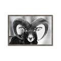 Picture of The Ram _GroupedProduct_Rectangle_Landscape_Photography _GroupedProduct_Rectangle_Landscape_Framed_Matted_