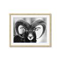 Picture of The Ram _GroupedProduct_Rectangle_Landscape_Photography _GroupedProduct_Rectangle_Landscape_Framed_Matted_