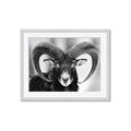 Picture of The Ram _GroupedProduct_Rectangle_Landscape_Photography _GroupedProduct_Rectangle_Landscape_Framed_Matted_