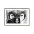 Picture of The Ram _GroupedProduct_Rectangle_Landscape_Photography _GroupedProduct_Rectangle_Landscape_Framed_Matted_