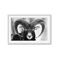 Picture of The Ram _GroupedProduct_Rectangle_Landscape_Photography _GroupedProduct_Rectangle_Landscape_Framed_Matted_
