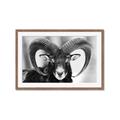 Picture of The Ram _GroupedProduct_Rectangle_Landscape_Photography _GroupedProduct_Rectangle_Landscape_Framed_Matted_
