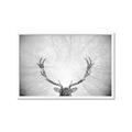 Picture of Forest King  _GroupedProduct_Rectangle_Landscape_Photography _GroupedProduct_Rectangle_Landscape_Framed_Matted_