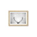 Picture of Forest King  _GroupedProduct_Rectangle_Landscape_Photography _GroupedProduct_Rectangle_Landscape_Framed_Matted_
