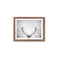 Picture of Forest King  _GroupedProduct_Rectangle_Landscape_Photography _GroupedProduct_Rectangle_Landscape_Framed_Matted_