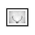 Picture of Forest King  _GroupedProduct_Rectangle_Landscape_Photography _GroupedProduct_Rectangle_Landscape_Framed_Matted_