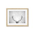 Picture of Forest King  _GroupedProduct_Rectangle_Landscape_Photography _GroupedProduct_Rectangle_Landscape_Framed_Matted_