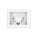 Picture of Forest King  _GroupedProduct_Rectangle_Landscape_Photography _GroupedProduct_Rectangle_Landscape_Framed_Matted_