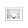 Picture of Forest King  _GroupedProduct_Rectangle_Landscape_Photography _GroupedProduct_Rectangle_Landscape_Framed_Matted_