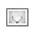 Picture of Forest King  _GroupedProduct_Rectangle_Landscape_Photography _GroupedProduct_Rectangle_Landscape_Framed_Matted_