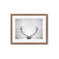 Picture of Forest King  _GroupedProduct_Rectangle_Landscape_Photography _GroupedProduct_Rectangle_Landscape_Framed_Matted_