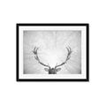 Picture of Forest King  _GroupedProduct_Rectangle_Landscape_Photography _GroupedProduct_Rectangle_Landscape_Framed_Matted_