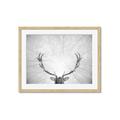 Picture of Forest King  _GroupedProduct_Rectangle_Landscape_Photography _GroupedProduct_Rectangle_Landscape_Framed_Matted_