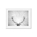 Picture of Forest King  _GroupedProduct_Rectangle_Landscape_Photography _GroupedProduct_Rectangle_Landscape_Framed_Matted_