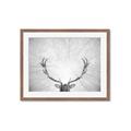 Picture of Forest King  _GroupedProduct_Rectangle_Landscape_Photography _GroupedProduct_Rectangle_Landscape_Framed_Matted_