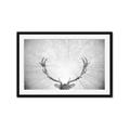 Picture of Forest King  _GroupedProduct_Rectangle_Landscape_Photography _GroupedProduct_Rectangle_Landscape_Framed_Matted_