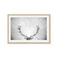 Picture of Forest King  _GroupedProduct_Rectangle_Landscape_Photography _GroupedProduct_Rectangle_Landscape_Framed_Matted_