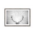 Picture of Forest King  _GroupedProduct_Rectangle_Landscape_Photography _GroupedProduct_Rectangle_Landscape_Framed_Matted_