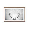 Picture of Forest King  _GroupedProduct_Rectangle_Landscape_Photography _GroupedProduct_Rectangle_Landscape_Framed_Matted_