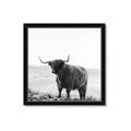 Picture of Scottish Fields Highland B&W _GroupedProduct_Square_Photography _GroupedProduct_Square_Framed_Matted_