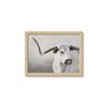 Picture of Cow with Big Horn _GroupedProduct_Rectangle_Landscape_Framed_Matted_
