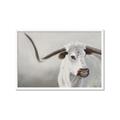 Picture of Cow with Big Horn _GroupedProduct_Rectangle_Landscape_Framed_Matted_
