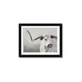 Picture of Cow with Big Horn _GroupedProduct_Rectangle_Landscape_Framed_Matted_