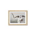 Picture of Cow with Big Horn _GroupedProduct_Rectangle_Landscape_Framed_Matted_