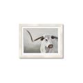 Picture of Cow with Big Horn _GroupedProduct_Rectangle_Landscape_Framed_Matted_