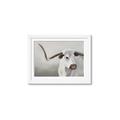 Picture of Cow with Big Horn _GroupedProduct_Rectangle_Landscape_Framed_Matted_