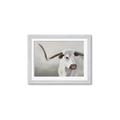 Picture of Cow with Big Horn _GroupedProduct_Rectangle_Landscape_Framed_Matted_