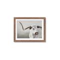 Picture of Cow with Big Horn _GroupedProduct_Rectangle_Landscape_Framed_Matted_