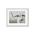 Picture of Cow with Big Horn _GroupedProduct_Rectangle_Landscape_Framed_Matted_