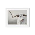 Picture of Cow with Big Horn _GroupedProduct_Rectangle_Landscape_Framed_Matted_