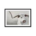 Picture of Cow with Big Horn _GroupedProduct_Rectangle_Landscape_Framed_Matted_