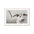 Picture of Cow with Big Horn _GroupedProduct_Rectangle_Landscape_Framed_Matted_