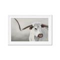 Picture of Cow with Big Horn _GroupedProduct_Rectangle_Landscape_Framed_Matted_
