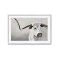 Picture of Cow with Big Horn _GroupedProduct_Rectangle_Landscape_Framed_Matted_