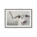 Picture of Cow with Big Horn _GroupedProduct_Rectangle_Landscape_Framed_Matted_