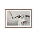 Picture of Cow with Big Horn _GroupedProduct_Rectangle_Landscape_Framed_Matted_