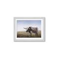Picture of Roaming Around _GroupedProduct_Rectangle_Landscape_Framed_Matted_