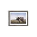 Picture of Roaming Around _GroupedProduct_Rectangle_Landscape_Framed_Matted_