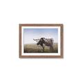 Picture of Roaming Around _GroupedProduct_Rectangle_Landscape_Framed_Matted_