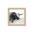 Picture of Sketched Horned Cow _GroupedProduct_Square_Framed_Matted_