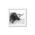Picture of Sketched Horned Cow _GroupedProduct_Square_Framed_Matted_