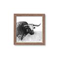Picture of Sketched Horned Cow _GroupedProduct_Square_Framed_Matted_