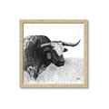 Picture of Sketched Horned Cow _GroupedProduct_Square_Framed_Matted_