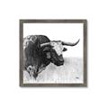 Picture of Sketched Horned Cow _GroupedProduct_Square_Framed_Matted_