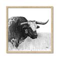 Picture of Sketched Horned Cow _GroupedProduct_Square_Framed_Matted_